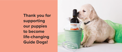 An image split down the middle. The left side is black text on an orange background. Text reads: ‘Thank you for supporting our puppies to become life-changing Guide Dogs.’ The right side has a yellow puppy next to a wine bucket filled with a bottle of First Paw wine. There is a glass next to the bucket and a piece of green fabric in the background.